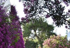 その他 3 Emelda Sun Club