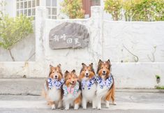 Others 2 Pet Taitung Homeabout