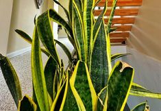 Others 2 Sulty's Alaçatı