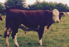 Others 5 Battens Farm Cottages - B&B and Self-catering Accommodation