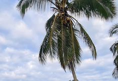 Others 4 Estada inesquecível-Village dos Pássaros