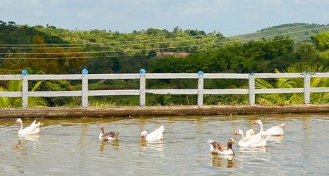 Others 2 Viver Hotel Fazenda Property