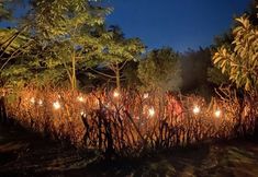 Others 7 Mabamba Lodge