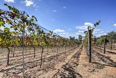 อื่นๆ Escondido Vineyard Estate: Walk to Wineries!