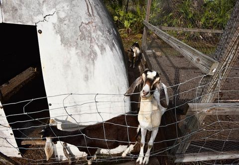 Others 40-acre Farm w/ Animals & Fishing in Sebring!