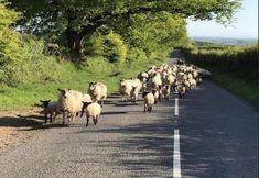 Lain-lain 7 Recently Renovated 3-bed Apartment on Exmoor