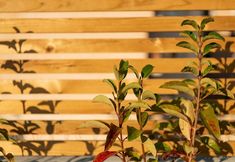 Others 2 Royal Premium Apartment -120sq -common Terrace