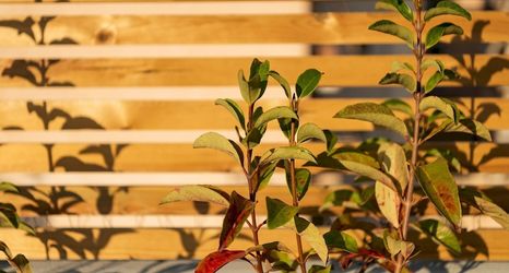 Others 2 Royal Premium Apartment -120sq -common Terrace