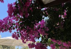 Lain-lain 7 Mesudiye Apart