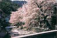 Swimming Pool Yamayoshi