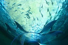 Entertainment Facility Flowery Inn Kayuu