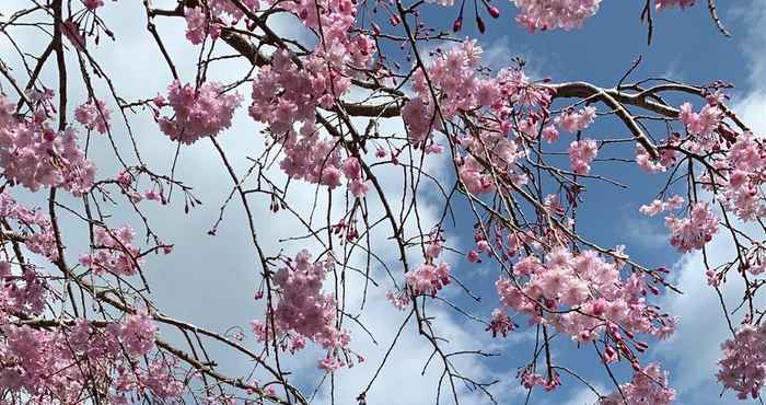 Lain-lain Urijima Onsen Suikouen Sakura