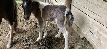 Others 5 Petit Hotel Cosmo