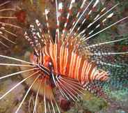 Others 3 Manta Dive Gili Trawangan Hotel