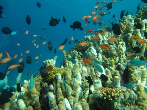 Khác 4 Manta Dive Gili Trawangan Hotel