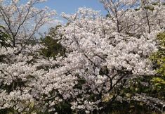 Lainnya 6 noah grande