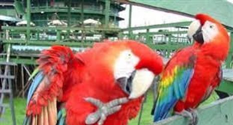 其他 2 Ariau Amazon Towers