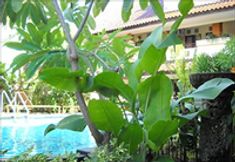 อื่นๆ 5 Bali Sorgawi