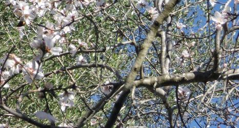 Lain-lain 2 Agroturismo Son Olive