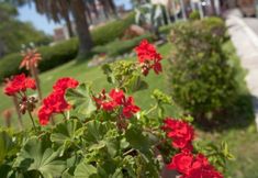 其他 2 Corfu Palace