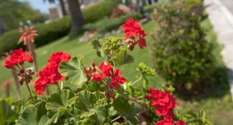 其他 2 Corfu Palace