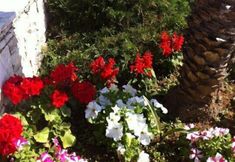 其他 5 Corfu Palace