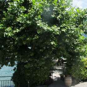 Alberghetto La Marianna 1, Hotel Barni