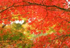 Others 3 Gora Tensui