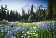 Others 6 Comfort Suites Tukwila