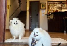 기타 4 Pousada Dotto Chateau