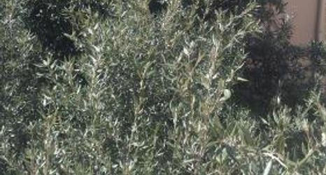 Others 2 B&B Alghero Republic