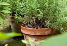 其他 6 Nenè - Accommodation Il Vicolo