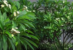 Lain-lain 5 Cordis, Foshan, Lingnan Tiandi