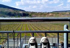 Others 4 Weingut Tiliahof