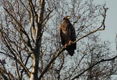 기타 2 Hotel Und Restaurant Am Peenetal