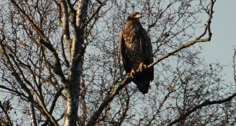 기타 2 Hotel Und Restaurant Am Peenetal