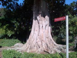 その他 4 Apartamentos Murallas De Sevilla