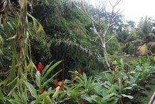 พื้นที่สาธารณะ Citrus Tree B&B - Widia