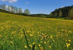 Others 2 Cuccaro Club