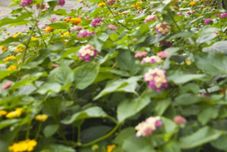 Khác Pinoy Pamilya Hotel