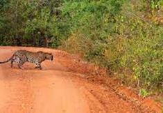 Others 3 Leopard Trails Yala