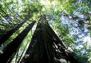 Others 4 Redwood Suites