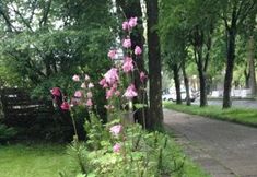 อื่นๆ 5 Tuberoza