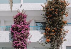 Others 2 Hostal Las Gaviotas del Cabo