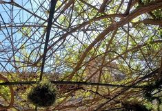 その他 7 Sa Vall Valldemossa