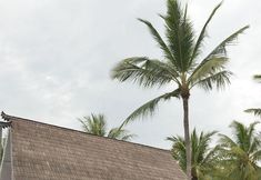 Others 3 Palmeto Village