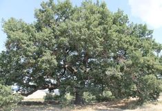 其他 2 Hotel Ismaele