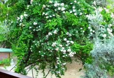 기타 7 Cirali Simge Holiday Houses