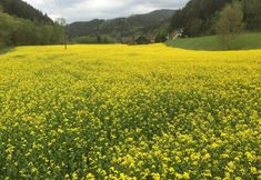 Lain-lain 2 Seegasthof Breineder - Familien & Seminarhotel