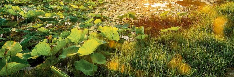 Others Allamanda Estate